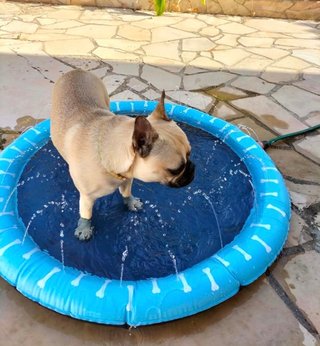 Piscina Splash para Perros