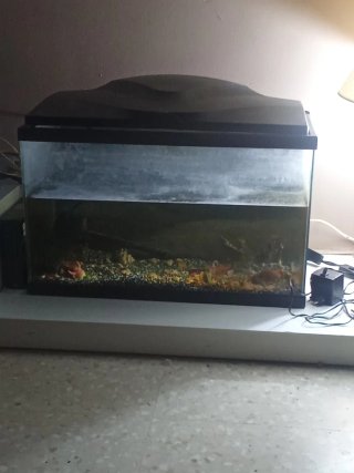 Acuario con tapa y accesorios