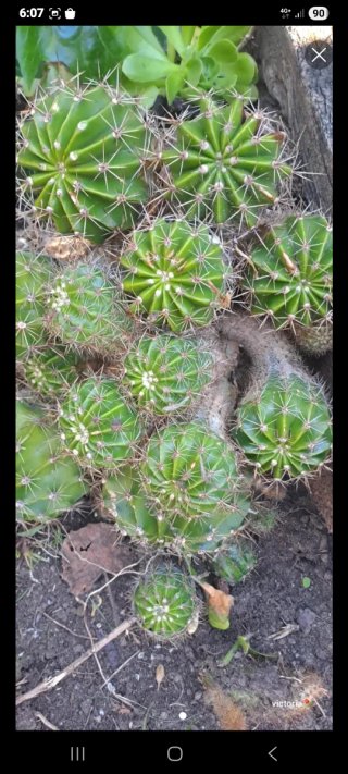 Cactus Erizo