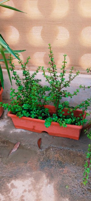 Portulacaria afra en jardinera