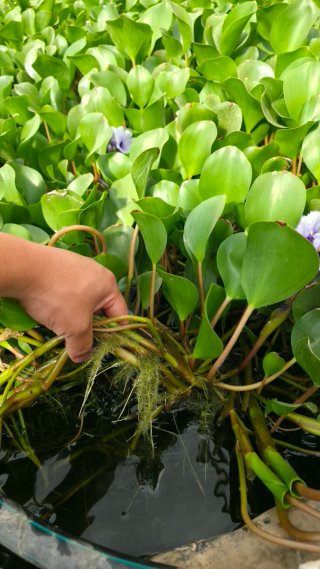 Eichhornia azurea planta acuática