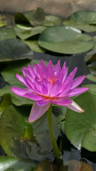 Nenufar Siam Purple 2