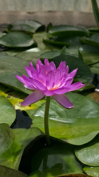 Nenufar Siam Purple 2