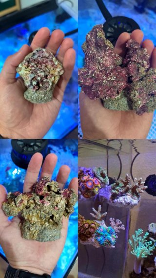 Coralero/Roca Magnética Frag rack Acuario Marino