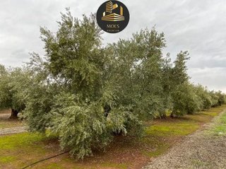 Terreno en venta en Arrayanes en Linares