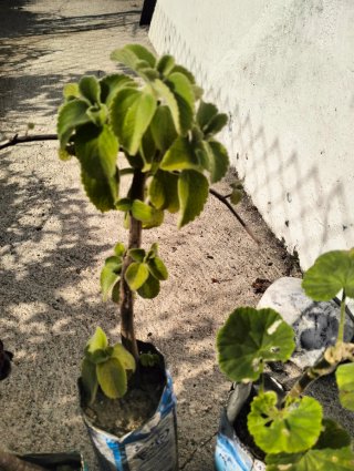 Lote de plantas en macetas recicladas