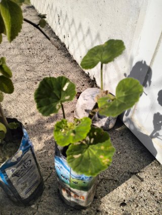 Lote de plantas en macetas recicladas