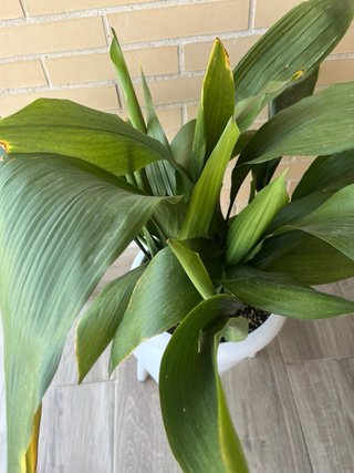 Planta Aspidistra con maceta negra