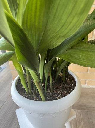 Planta Aspidistra con maceta negra