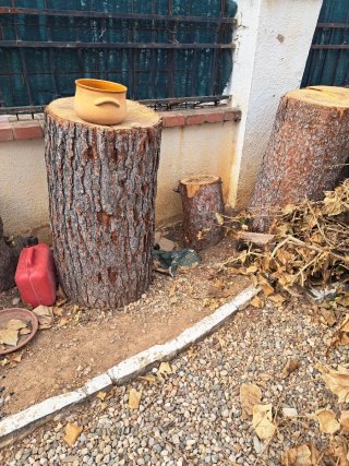 Troncos de pino para regalo