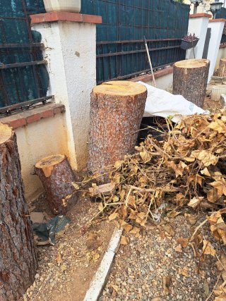 Troncos de pino para regalo