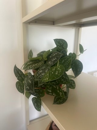 Planta Scindapsus pictus 'Argyraeus'