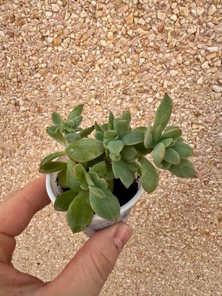 Echeveria Luella Cristata