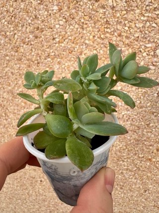 Echeveria Luella Cristata
