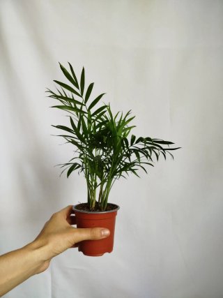 Planta Palmera de salón Chamaedorea Elegans