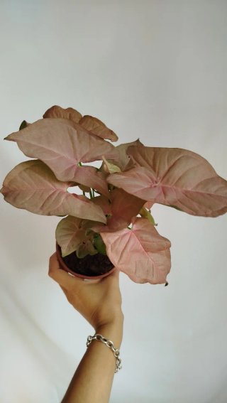 Planta Syngonium Neón rosa