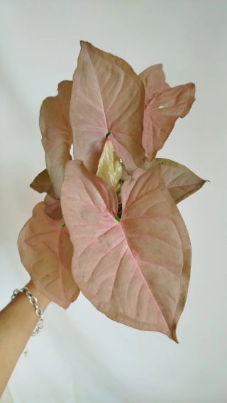 Planta Syngonium Neón rosa