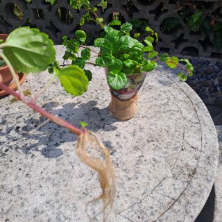 Planta del dinero con raíz 3 esq