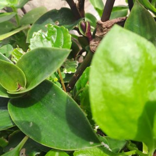 Tradescantia Cerinthoides