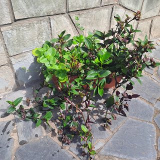 Tradescantia Cerinthoides