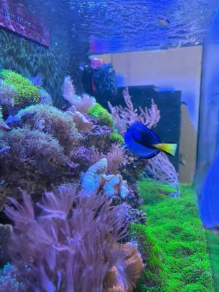 Acuario Marino Completo venta todo junto.