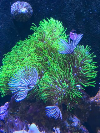 Acuario Marino Completo venta todo junto.