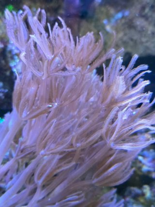 Acuario Marino Completo venta todo junto.