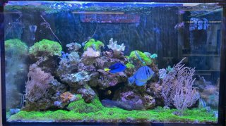 Acuario Marino Completo venta todo junto.