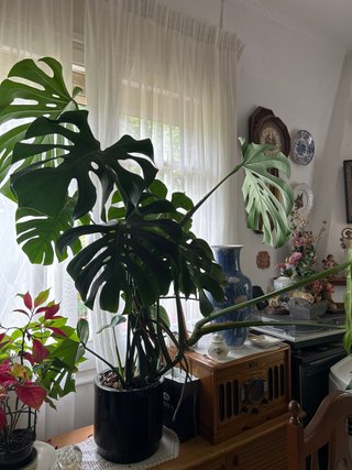 Monstera Deliciosa Grande