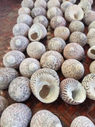 Lotto 50 conchiglie gasteropodi naturali