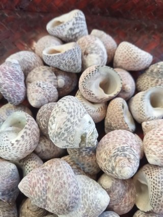 Lotto 50 conchiglie gasteropodi naturali