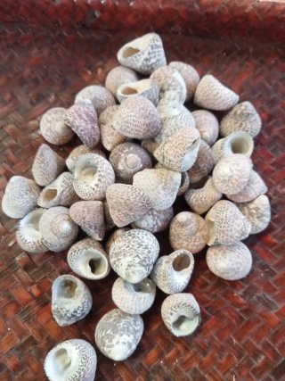 Lotto 50 conchiglie gasteropodi naturali