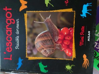 Lote 10 libros infantiles en francés