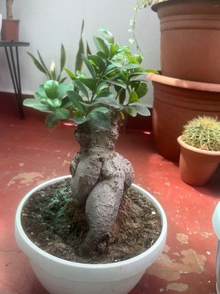 Bonsái Ficus ginsey ...