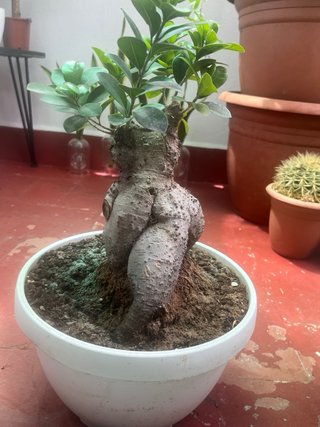 Bonsái Ficus ginsey ...