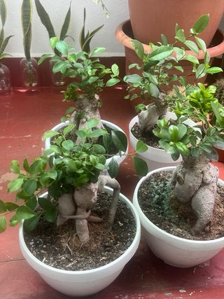 Bonsái Ficus ginsey ...