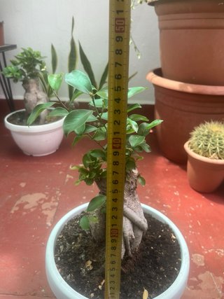 Bonsái Ficus ginsey ...