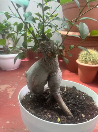 Bonsái Ficus ginsey ...