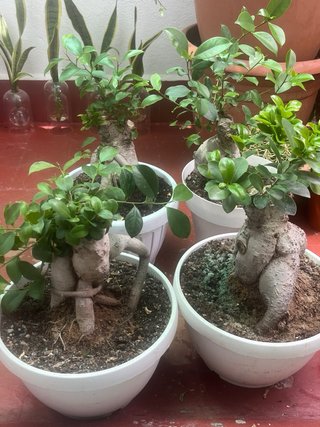 Bonsái Ficus ginsey ...