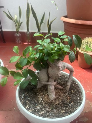 Bonsái Ficus ginsey ...