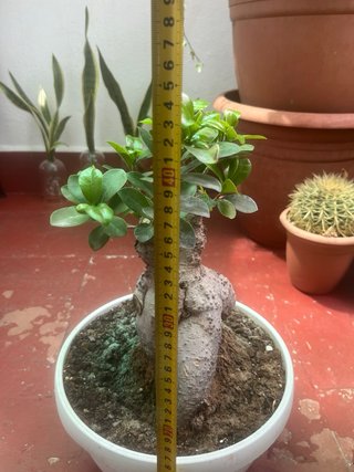 Bonsái Ficus ginsey ...