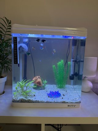 Acuario Boyu 33L