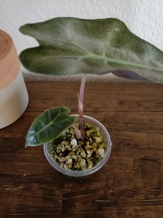 Alocasia Polly Pink Variegata