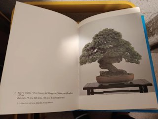 Libro Bonsai