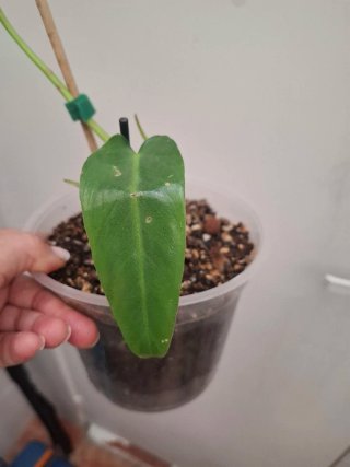 Philodendron Spiritus Sancti planta