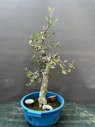 Bonsái Alcornoque Yamadori