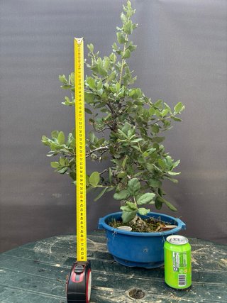 Bonsái Alcornoque Yamadori