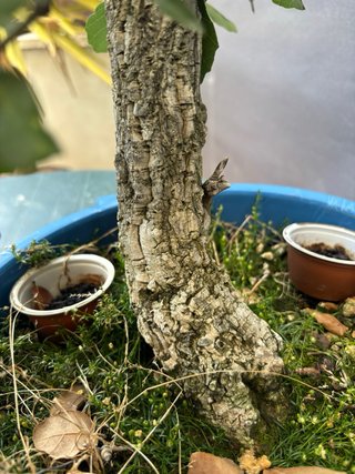 Bonsái Alcornoque Yamadori