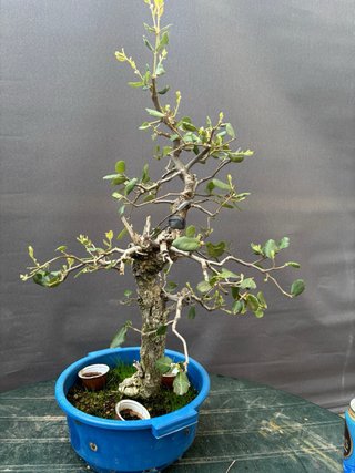 Bonsái Alcornoque Yamadori