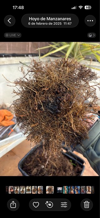 Bonsai Fresno Tronco Hueco